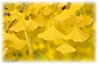 写真紀行のすゝめ 紅葉の見頃を見定める